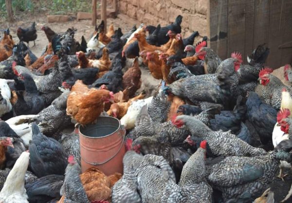 Cost of Living Crisis: Why Kenyans Are Feeling the Political Pressure Daily