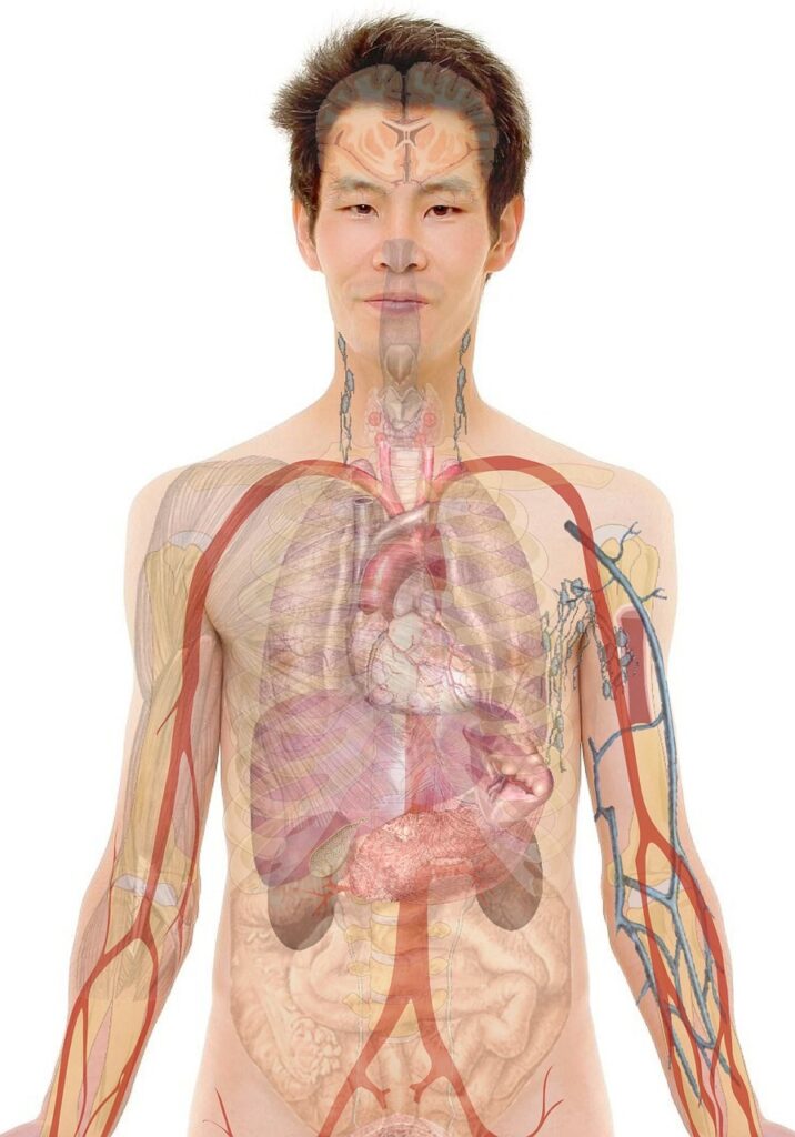 Nakuru County Rolls Out Mobile Clinic Program in Remote Areas anatomy, man, human, body, skin, organs, schema, biology, teaching, people, science, medicine, nursing, anatomy, anatomy, anatomy, human, body, body, body, body, body, biology, science