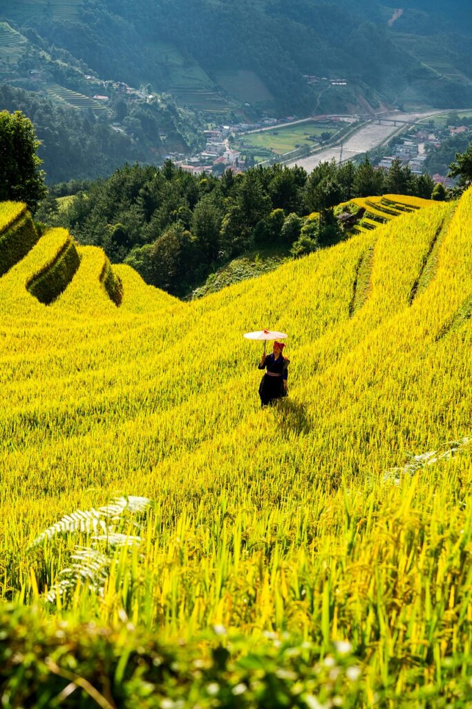 mountains, plateau, step, field, people, rice, nature, countryside, outdoors, agriculture