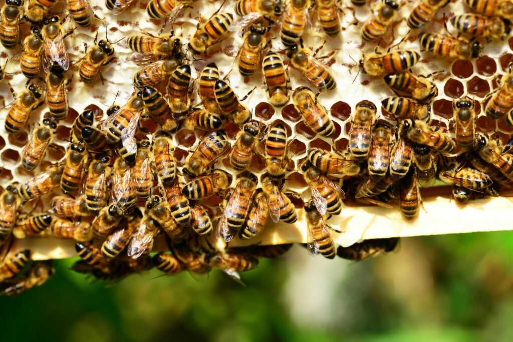 Detailed close-up of honey bees in action on a vivid honeycomb, showcasing nature