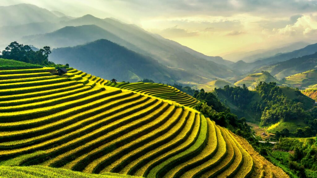 Scenic view of lush green rice terraces in Gia Lai, Vietnam under sunlight.