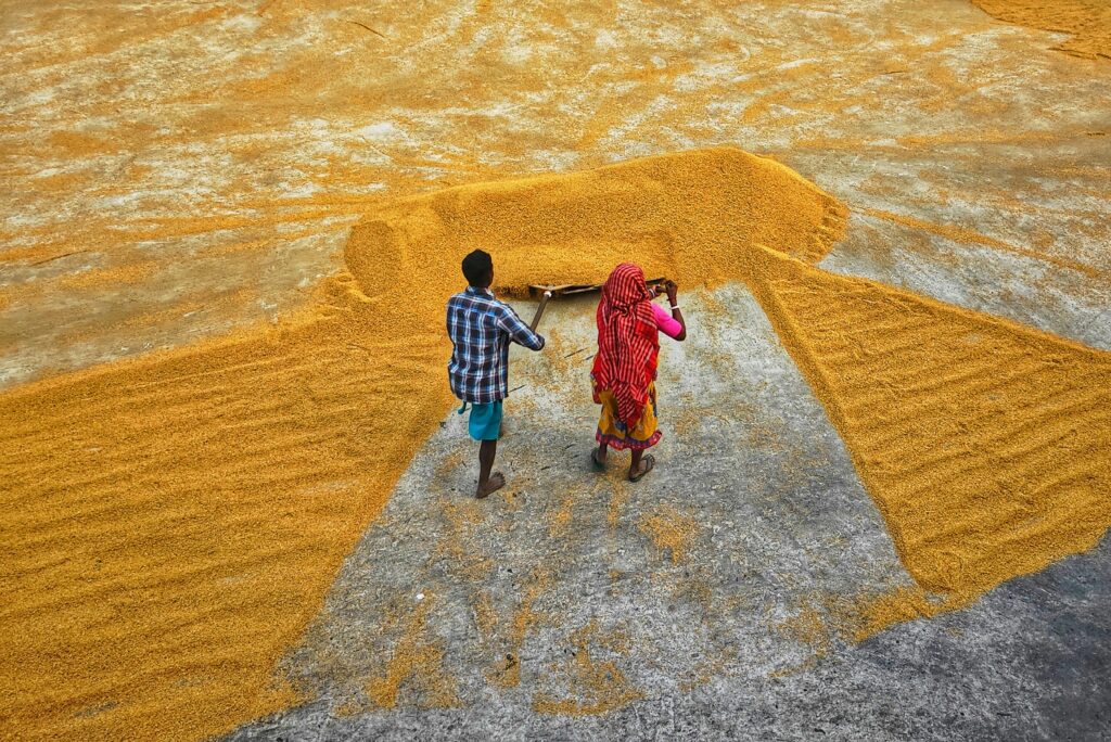 Kirinyaga Unveils New Rice Milling Plant to Empower Mwea Farmers Two workers arranging grains on a large outdoor floor in India, captured from above.