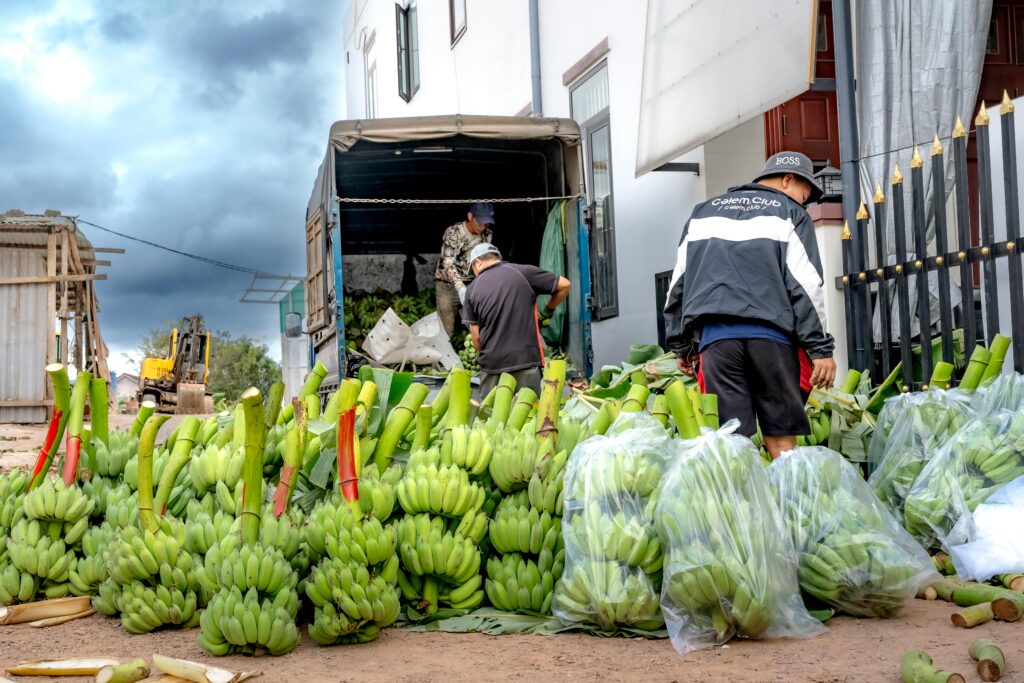 Nyandarua Farmers Benefit from New Cold Storage Facility in Ol Kalou Workers organize and load green bananas onto a truck in an outdoor market setting.