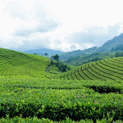 Discover the vibrant green landscape of tea plantations in Kecamatan Cimaung, Indonesia.